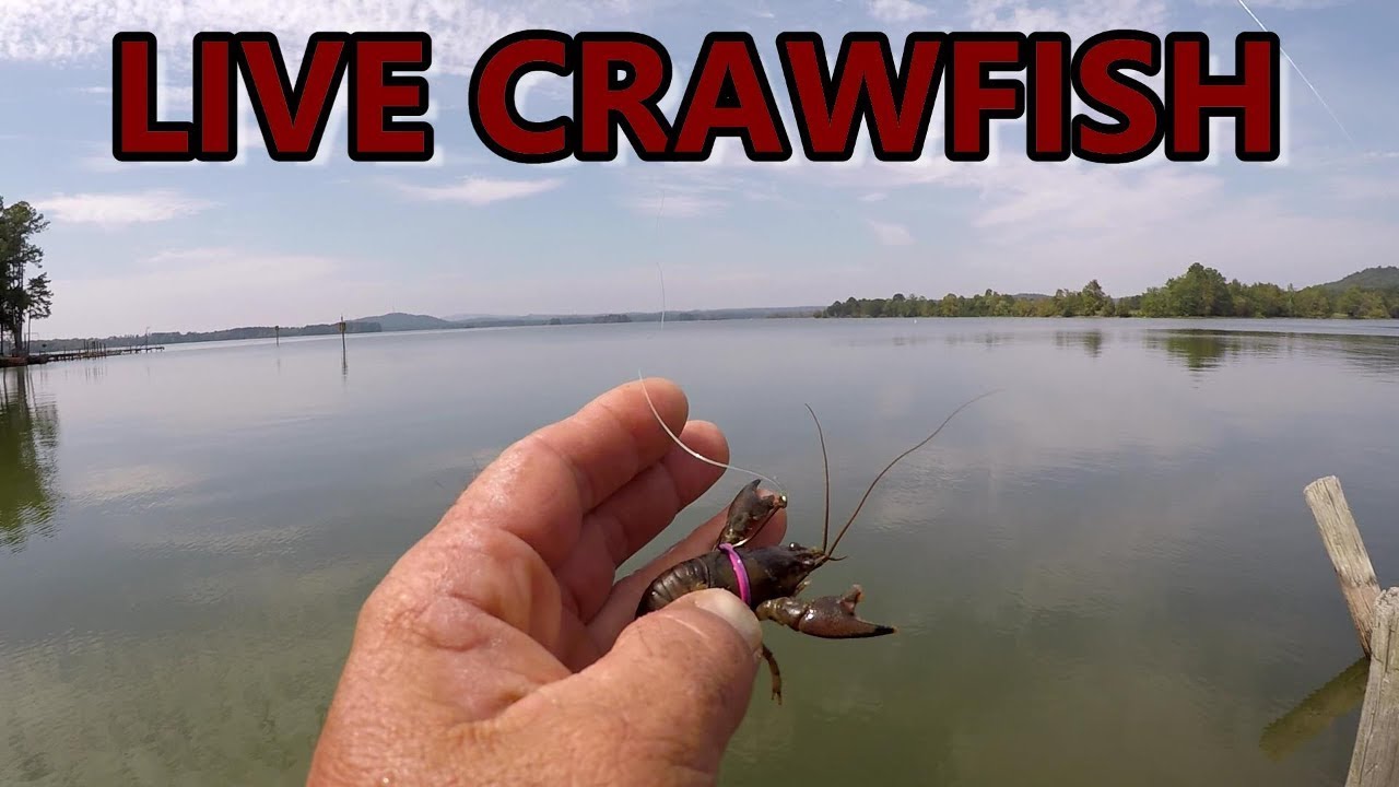 Bass Fishing With Live Crawfish