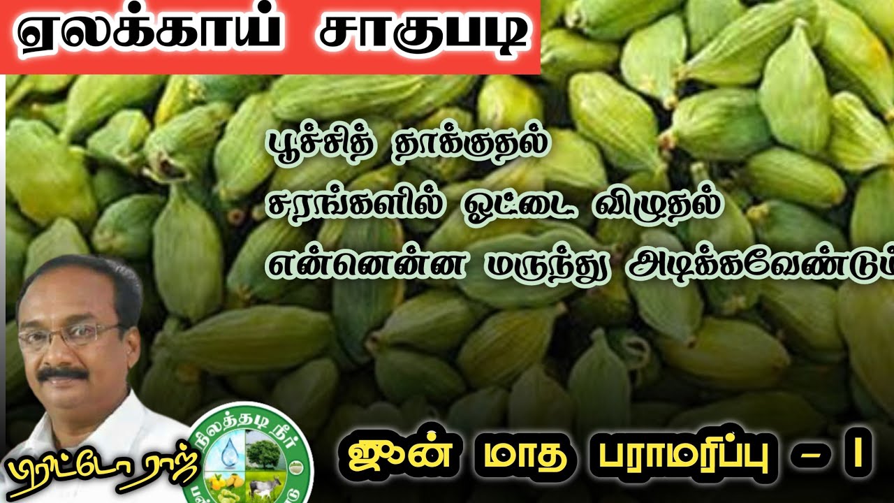 ஏலக்காய் சாகுபடி ஜூன் மாத பராமரிப்பு ||சரங்களில் ஓட்டை விழுதல் Cardamom Farming in Tamil #brittoraj