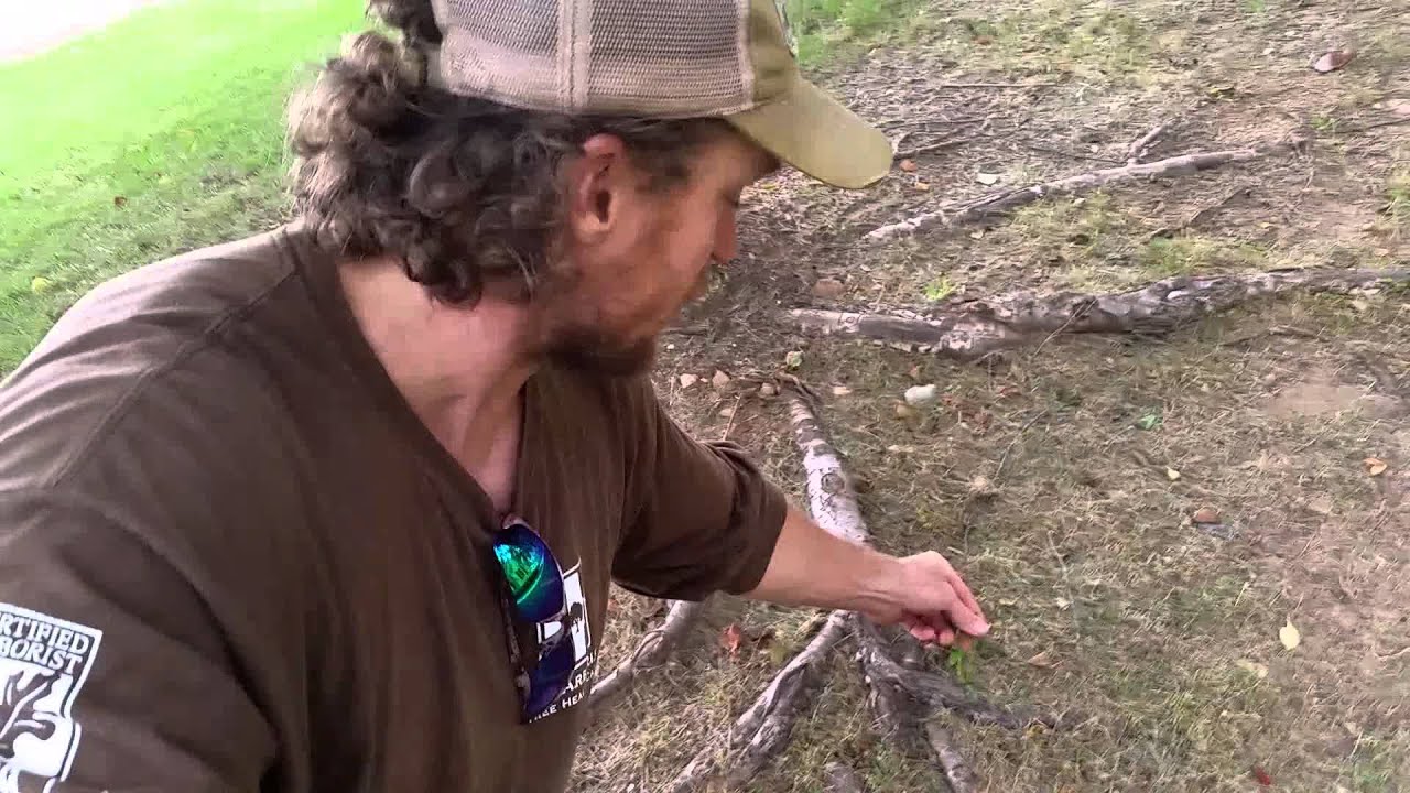 Will herbicide kill my trees?