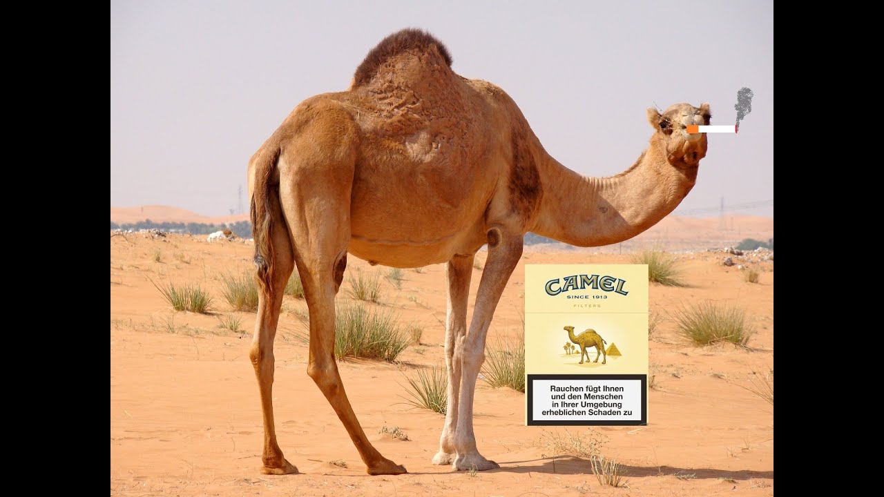 DopeDaempferTV: Camel Filter Review/Vorstellung