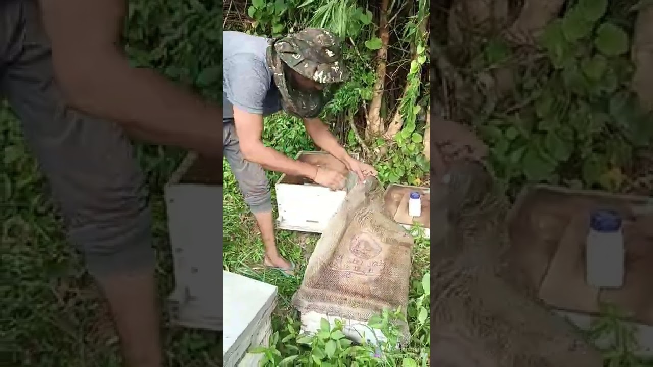 मधुमक्खी के बॉक्स की साफ सफाई कब,कैसे और किससे करें