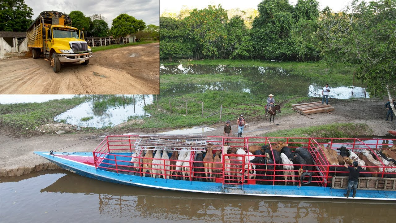 Tremendo descargue del bote en Solita Caquetá 🐮 por la demora del ganado nos tocó de trasnocho🌑