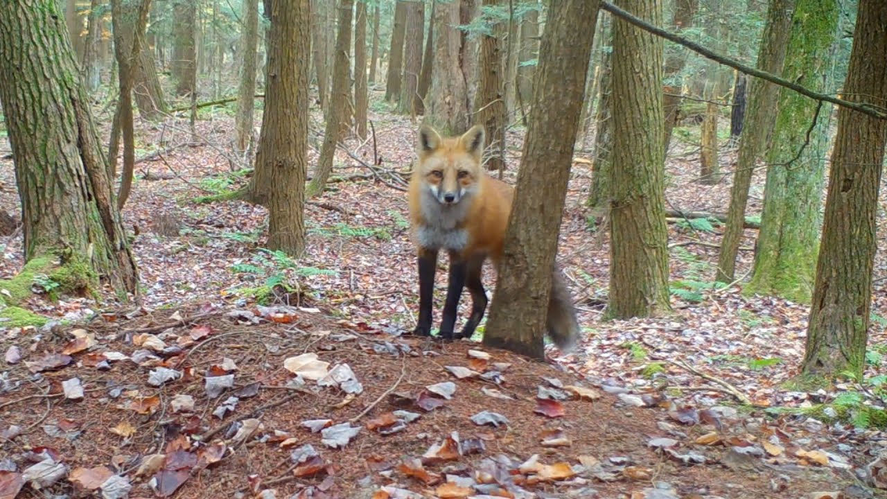 Fox Den Site Selection & Playful Fox Courtship