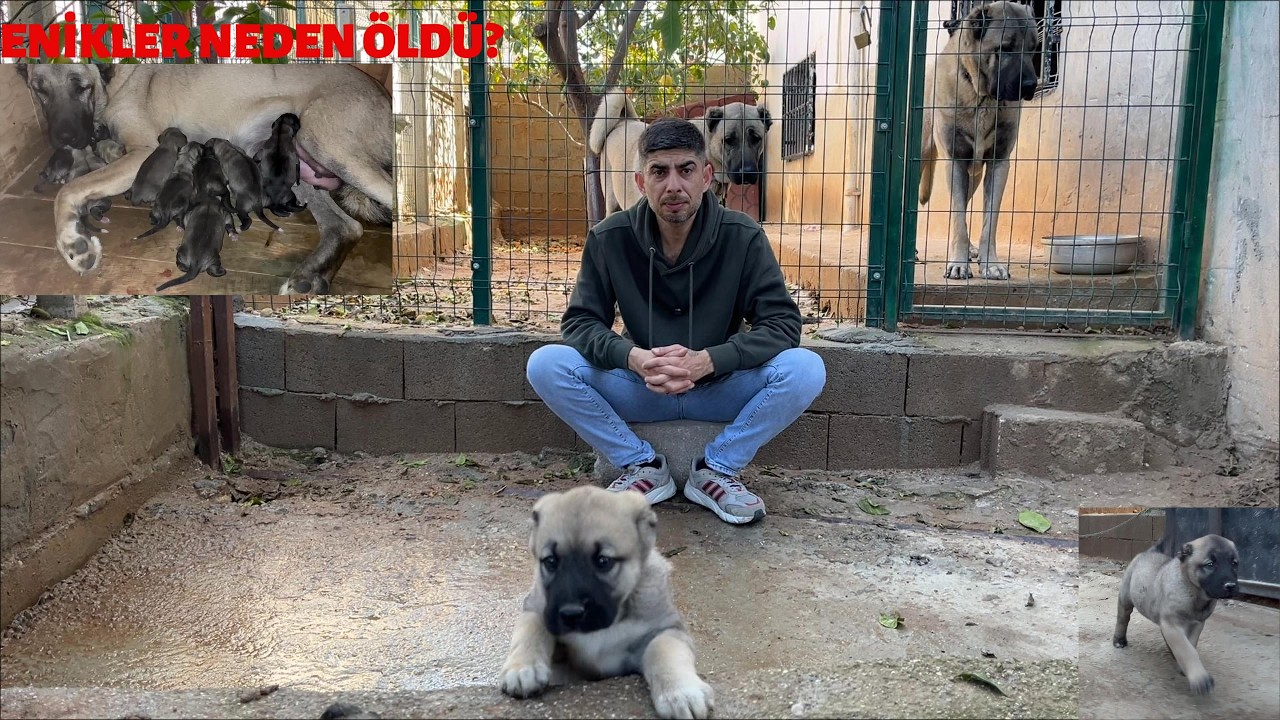 DÜRÜSTLÜĞÜN MEYVESİ TATLIDIR | KÖPEKLERİN SOYU İLE İLGİLİ SON VİDEO...