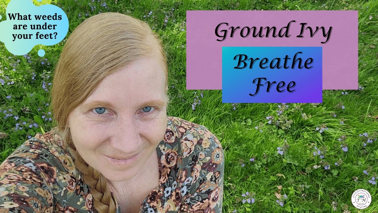 Ground Ivy Identification | Medicinal and Magical Uses of Creeping Charlie