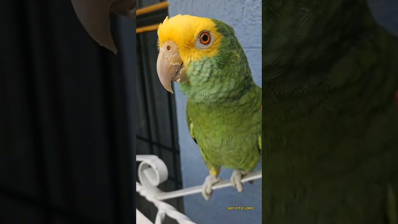 &iquest;Que Te Gusta Hacer? Loro Que Habla 😂 #shorts #parrot #viral #loro #humor #animals #youtubeshorts