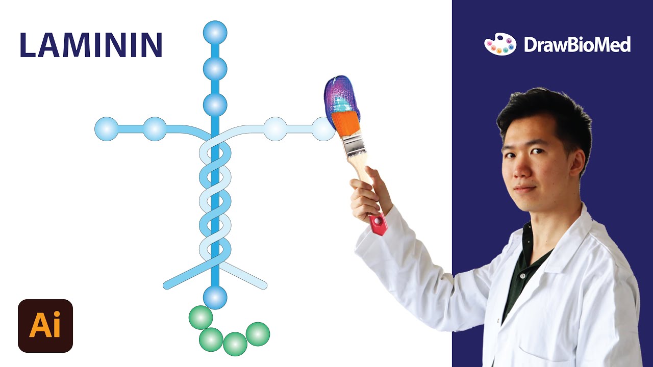 How to Draw Laminin in Adobe Illustrator | Scientific Illustration | Graphical Abstract