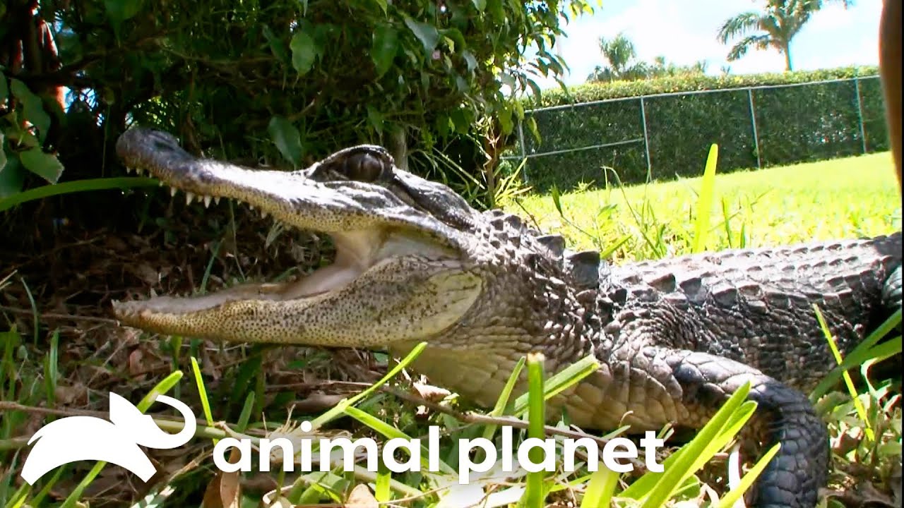 Craziest Gators in YOUR Backyard | Gator Boys | Animal Planet
