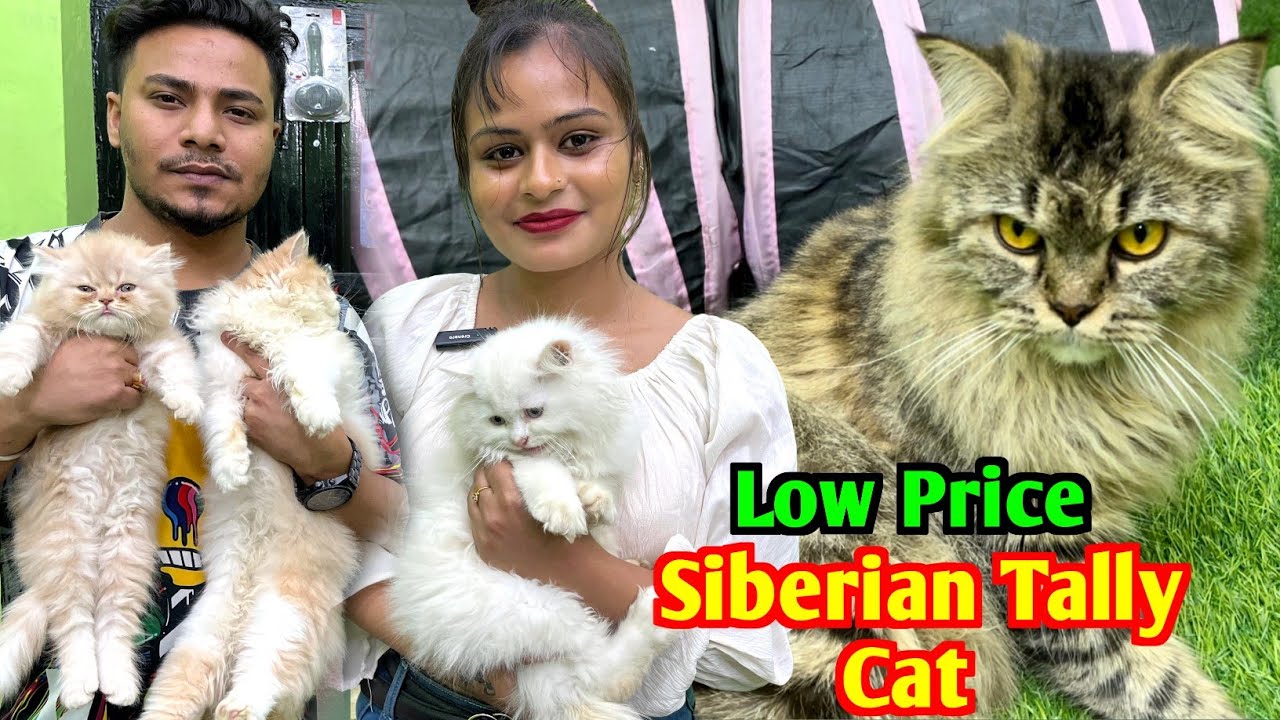 Cat Market in Kolkata. Kolkata Cat Market. Persian Cat.