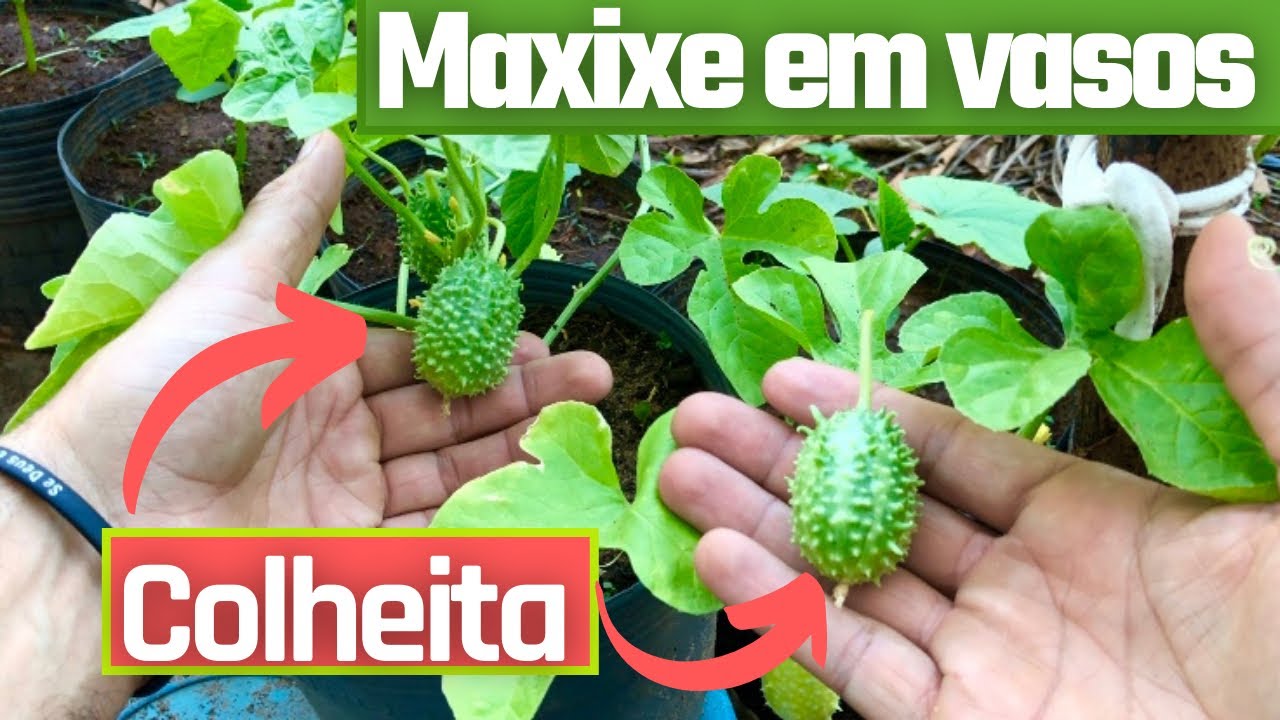 Colheita de Maxixe em Vasos! Dicas.