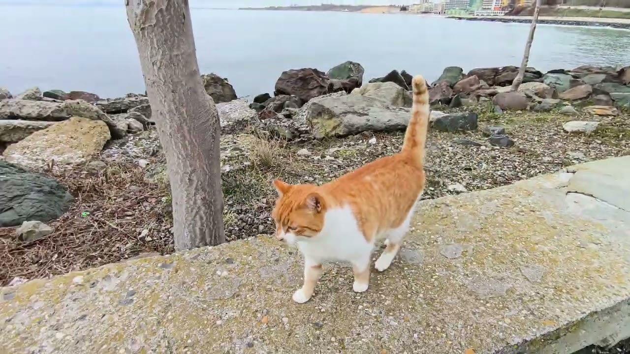 Nessebar embankment