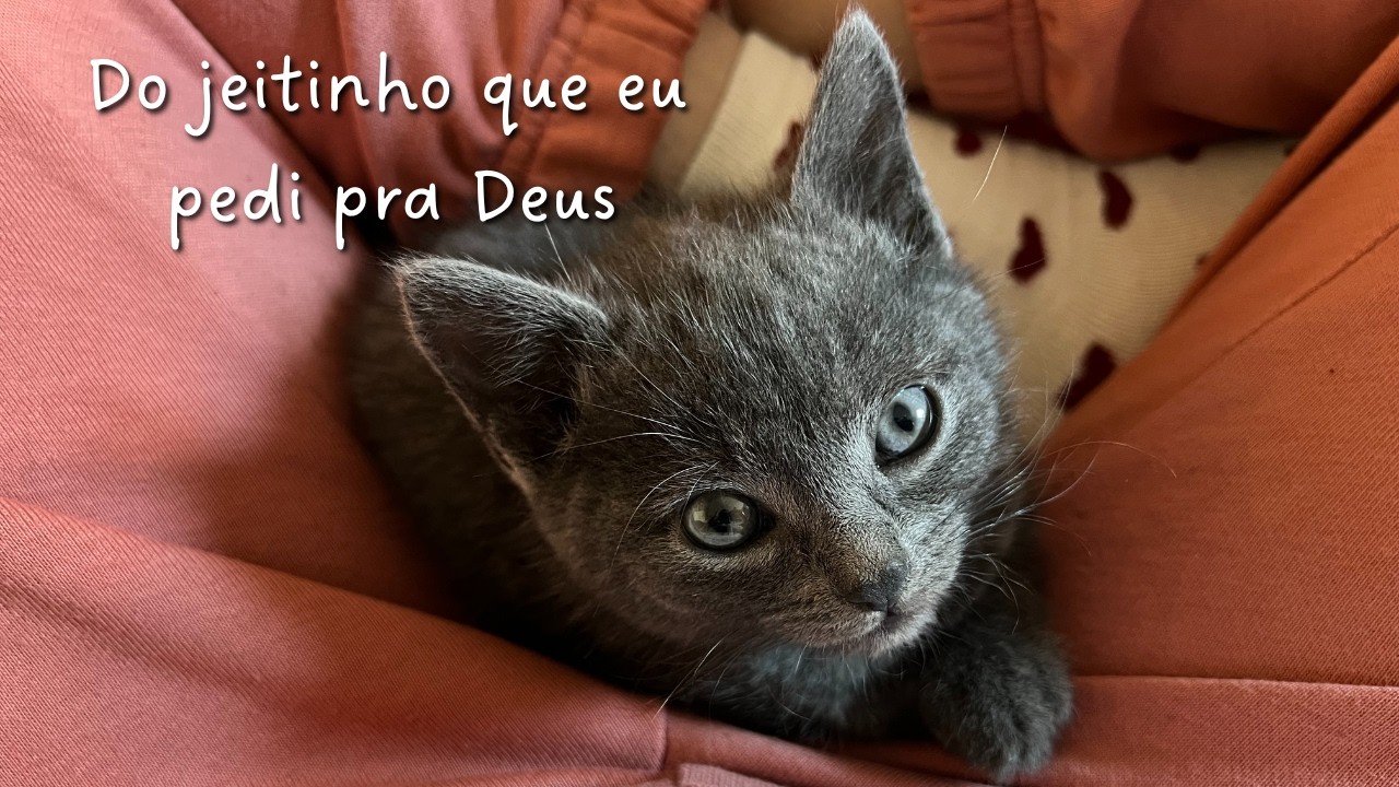 PROJETO A MULHER DA MINHA VIDA 🐝✨ Ep. 05: adotei um gatinho na Irlanda