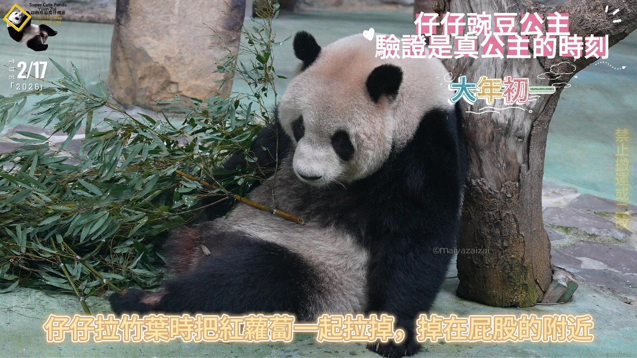20260217 大年初一驗證了圓仔果然是真正的碗豆公主，壓在屁股下的蘿蔔被敏感肌膚感應到了 The Giant Panda Yuan Zai