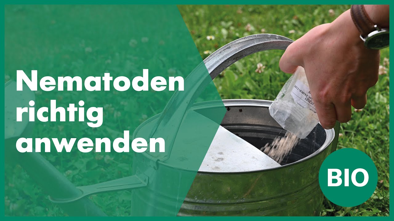 Nematoden gegen Schädlinge richtig anwenden | Andermatt Biogarten