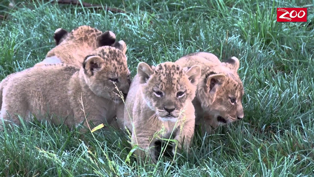 Lion Cubs on the Prowl