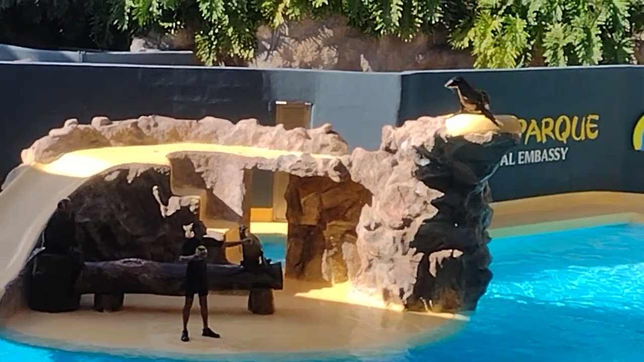 Loro Parque Animal Embassy-seal show