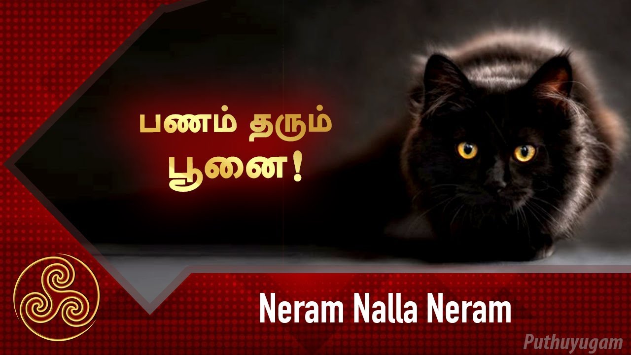 பணம் தரும் பூனை | Neram Nalla Neram | Puthuyugam TV