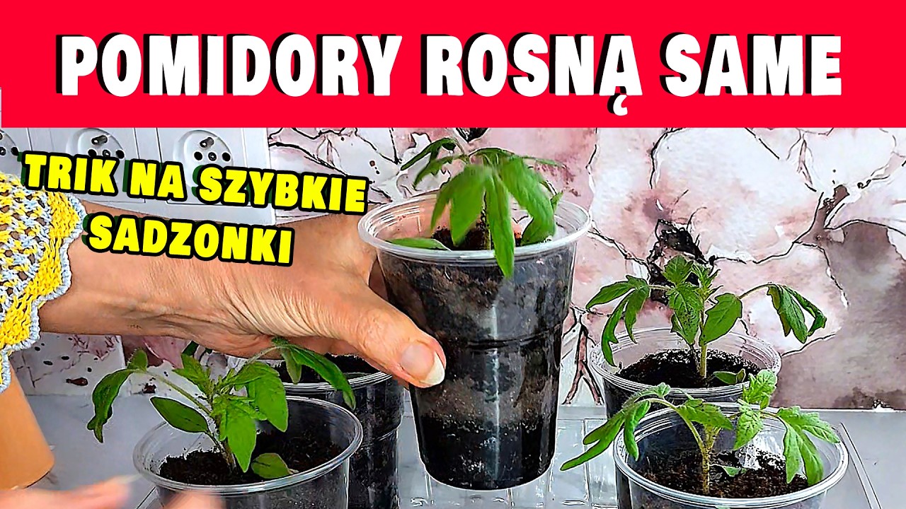 Genialny sposób na sadzonki pomidorów | mało pracy, świetny efekt