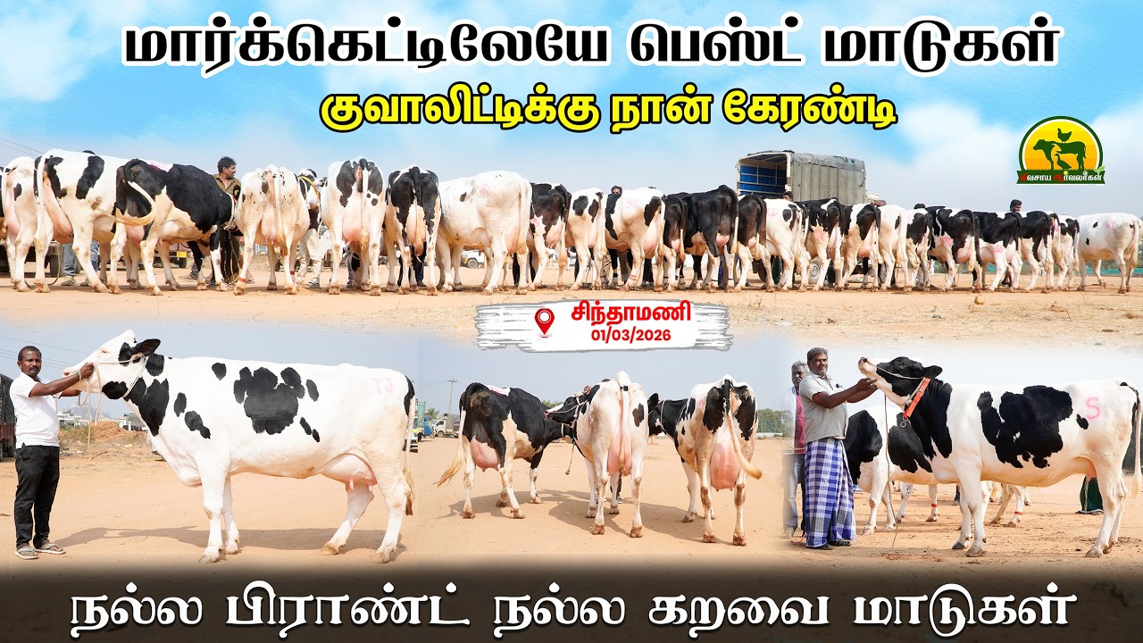 20 லிட்டர் பால் கறவை உறுதி! தரமான மாடுகள் மட்டும் Selection @VivasayaArvalargal