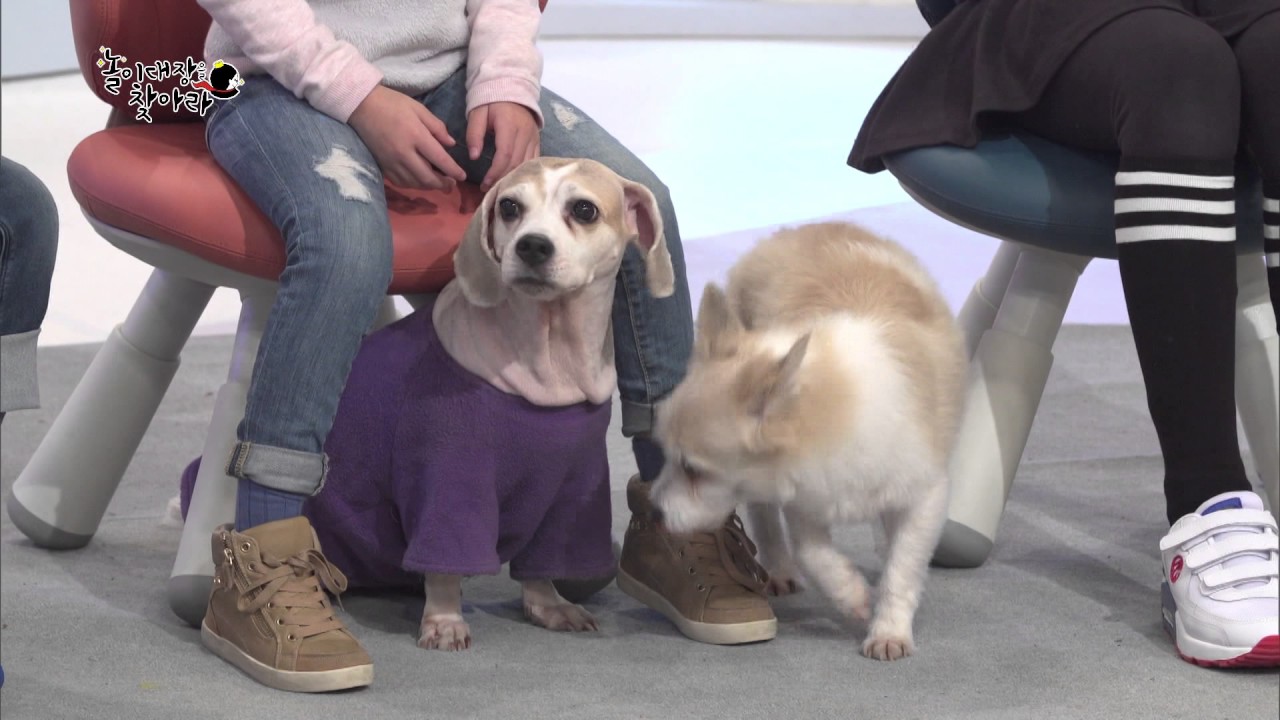 놀이대장을 찾아라 - 강아지놀이 20161215