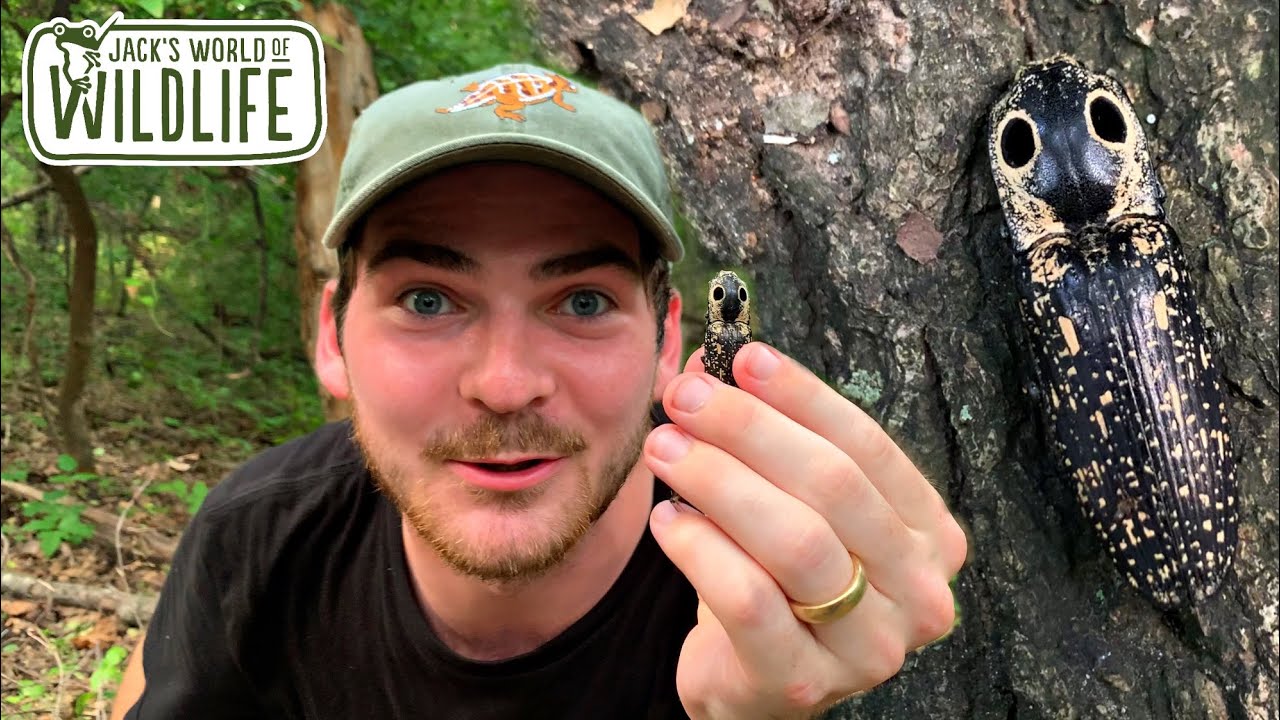 HUGE Click BEETLE I CAUGHT