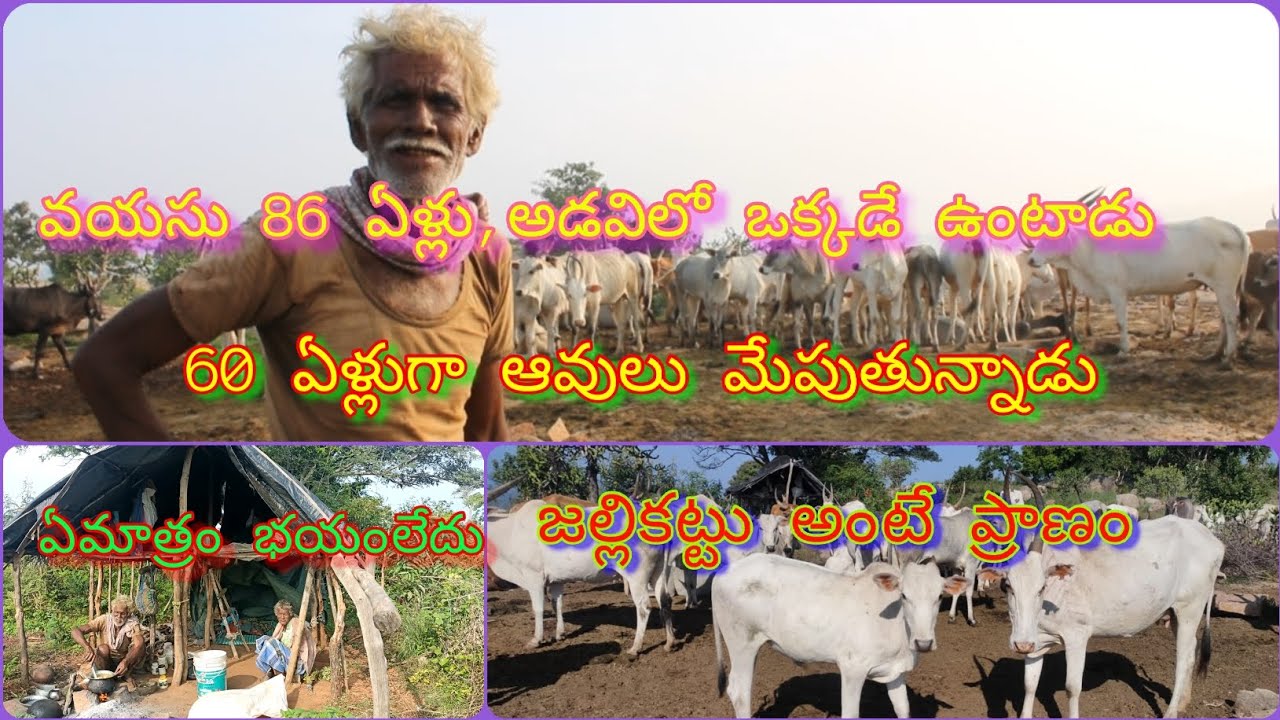 life of Cows herders in the forest | అడవిలో ఆవులు మేపడం చాలా కష్టం | జల్లికట్టు కోసం @localfarmer1