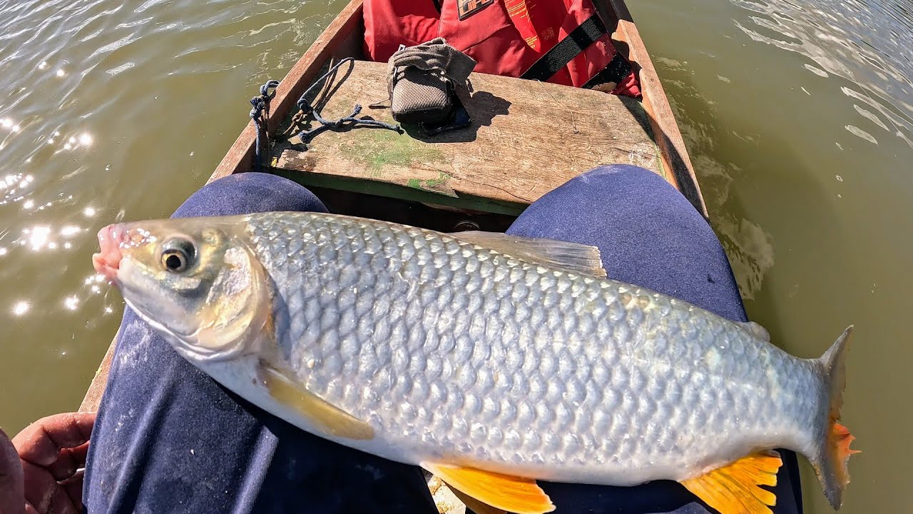 Pescaria de Piau no Rio São Francisco tem que ir preparado, fartura de peixe!