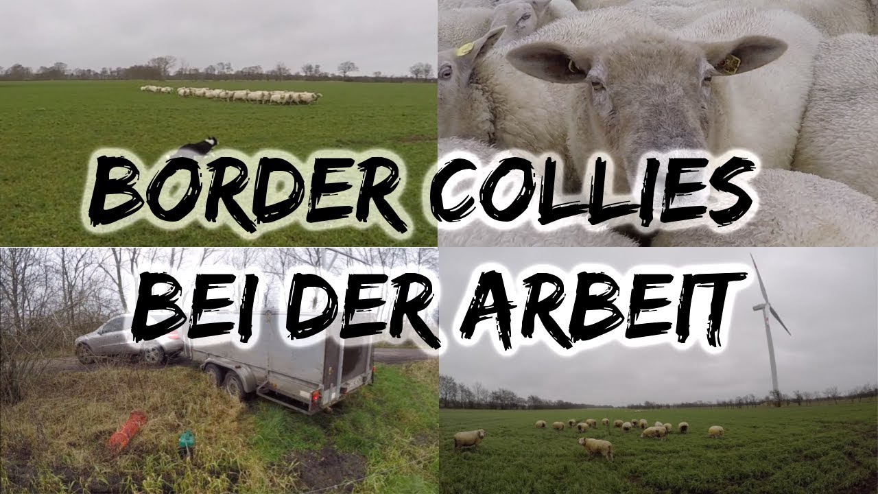 Border Collies bei der Arbeit | Schafhaltung erleben | DEICHVLOG #7