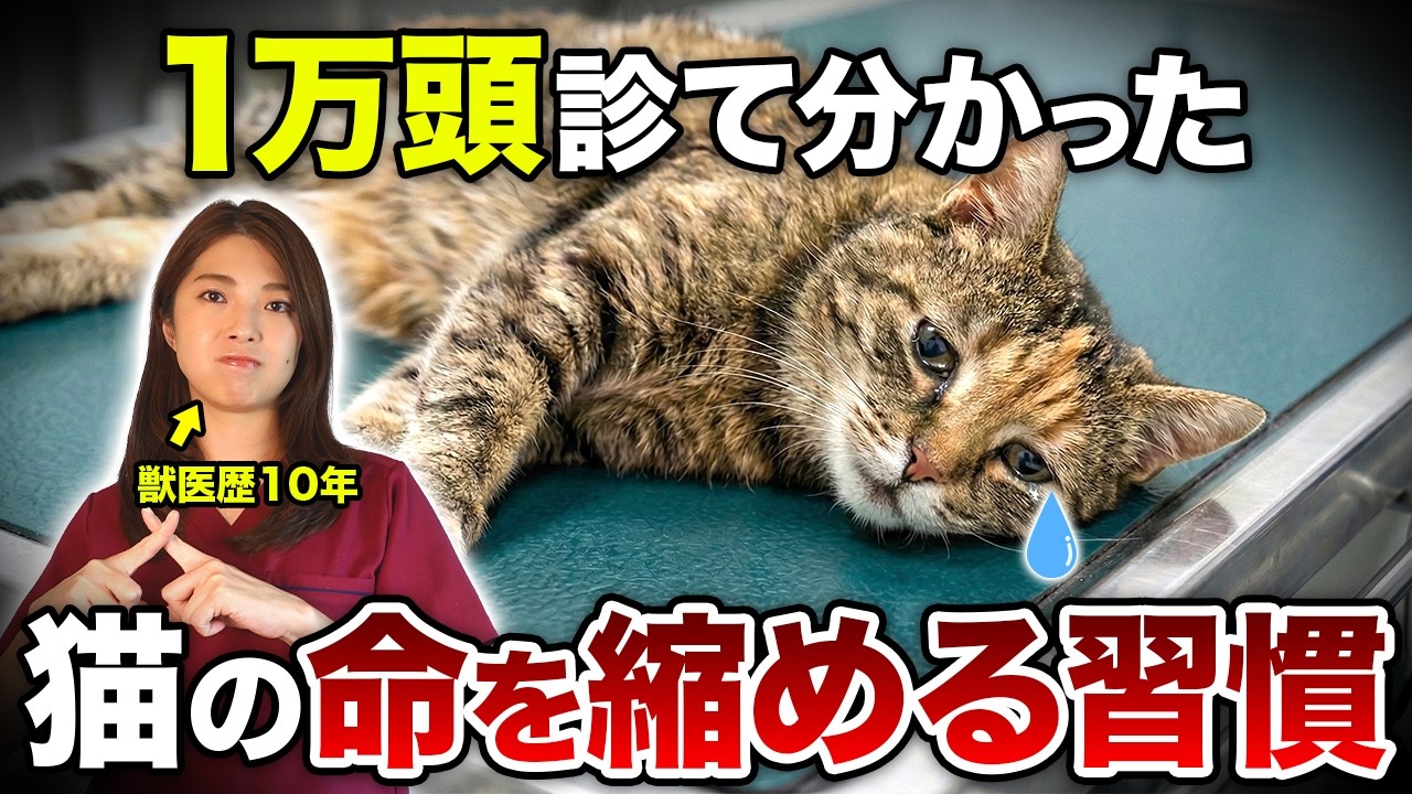 【それ、愛情のつもり？】あなたが無意識に猫の命を縮めている、7つの日常習慣