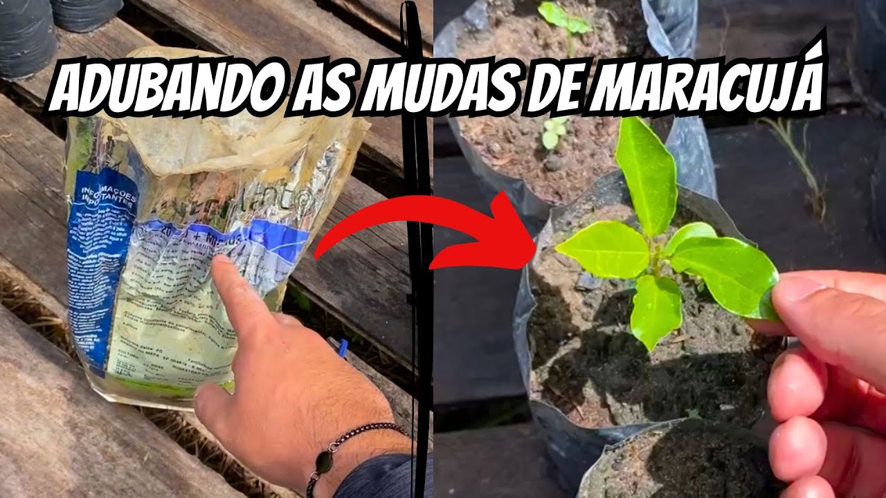 Como adubar as mudas de maracujá? (30 dias no viveiro)