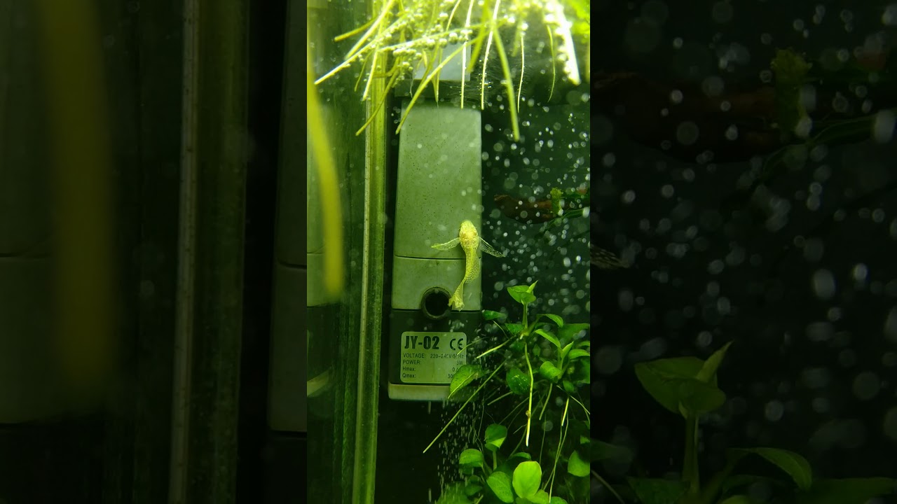 Bristlenose veil tail pleco