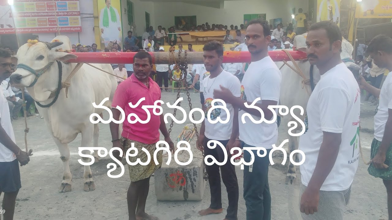 మహానంది న్యూ క్యాటగిరి విభాగం. 10 జతగా. చంద్ర ఓబుల్ రెడ్డి గారు 