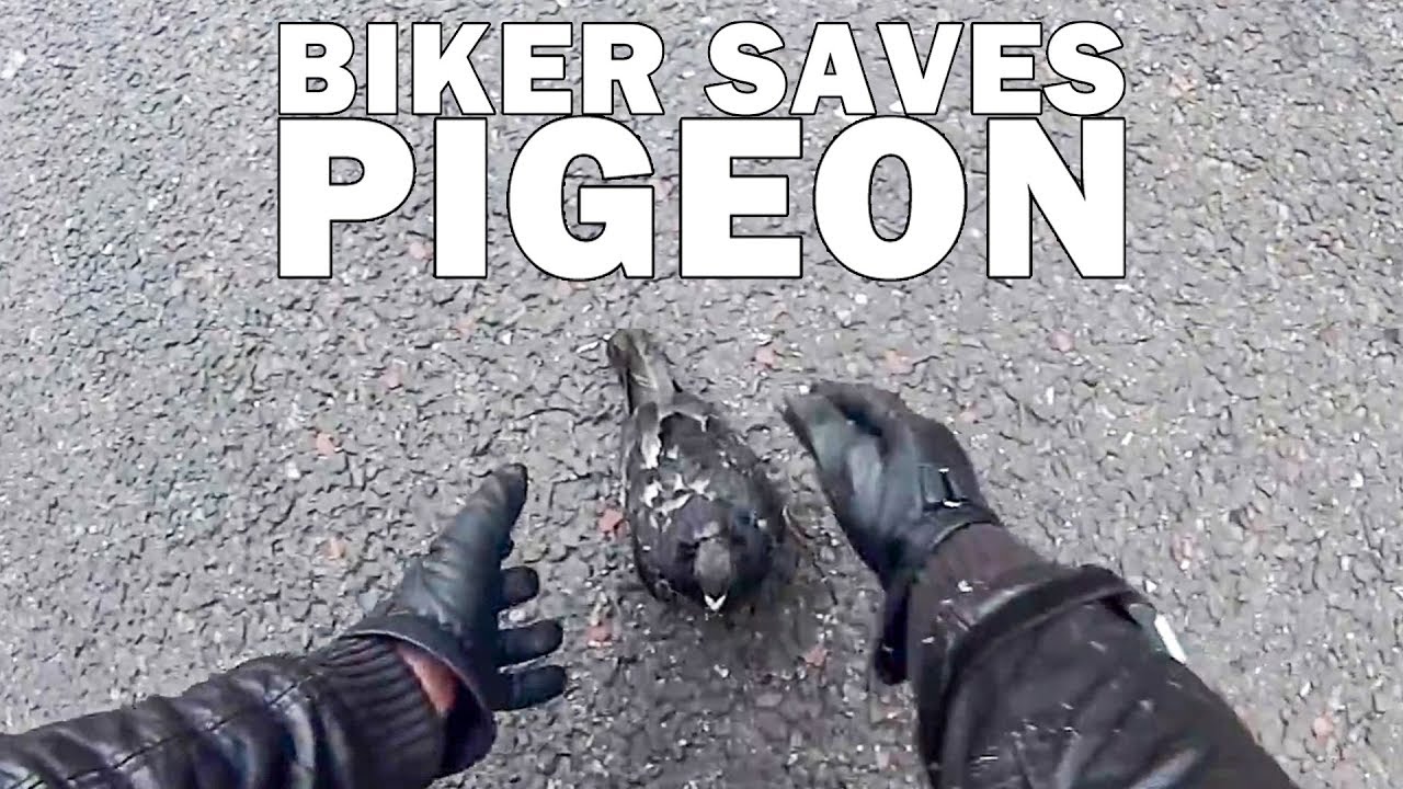 BIKERS ARE NICE | BIKERS SAVING ANIMALS AND HELPING OTHERS  |  [EP. 61]