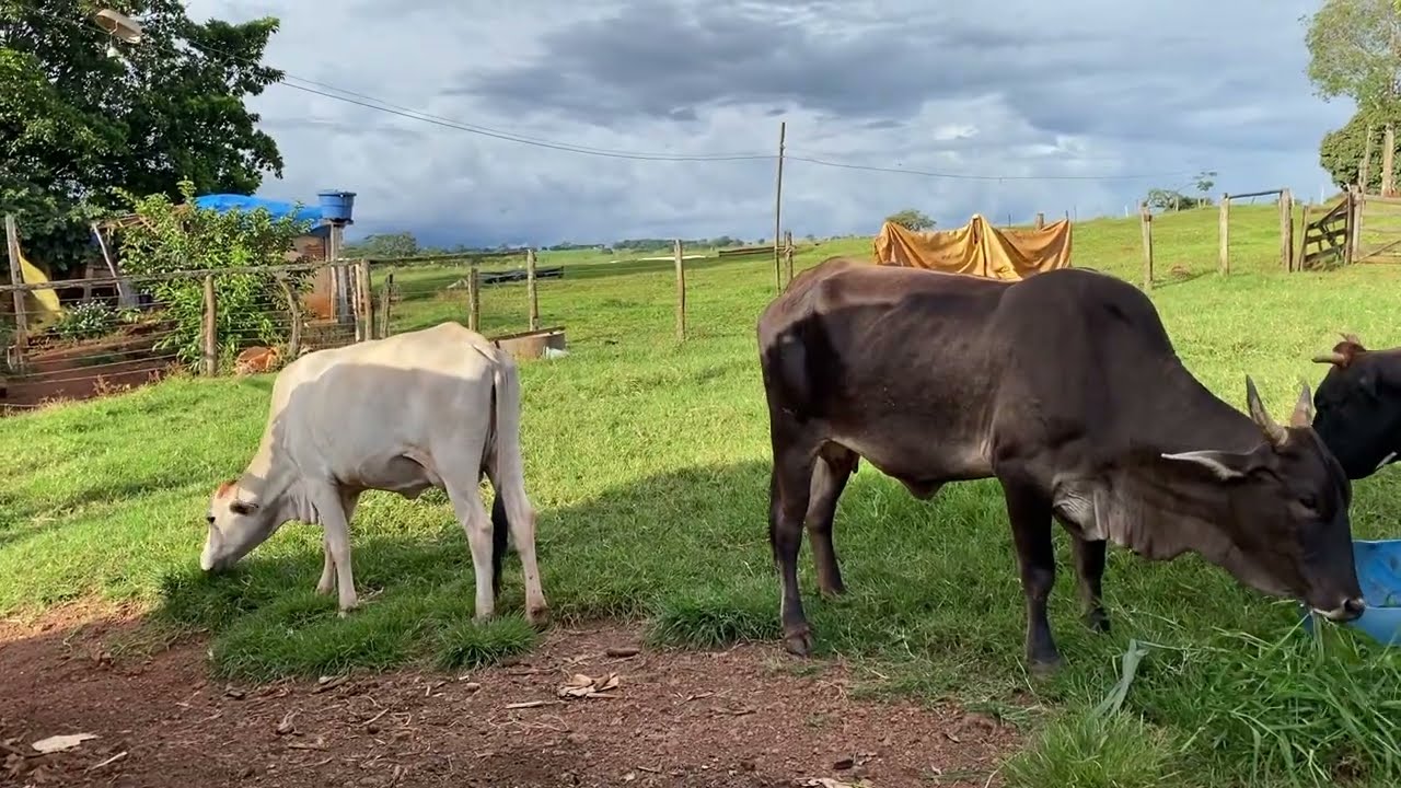 Mais um dia abençoado por Deus na fazendinha 👨‍🌾🙌