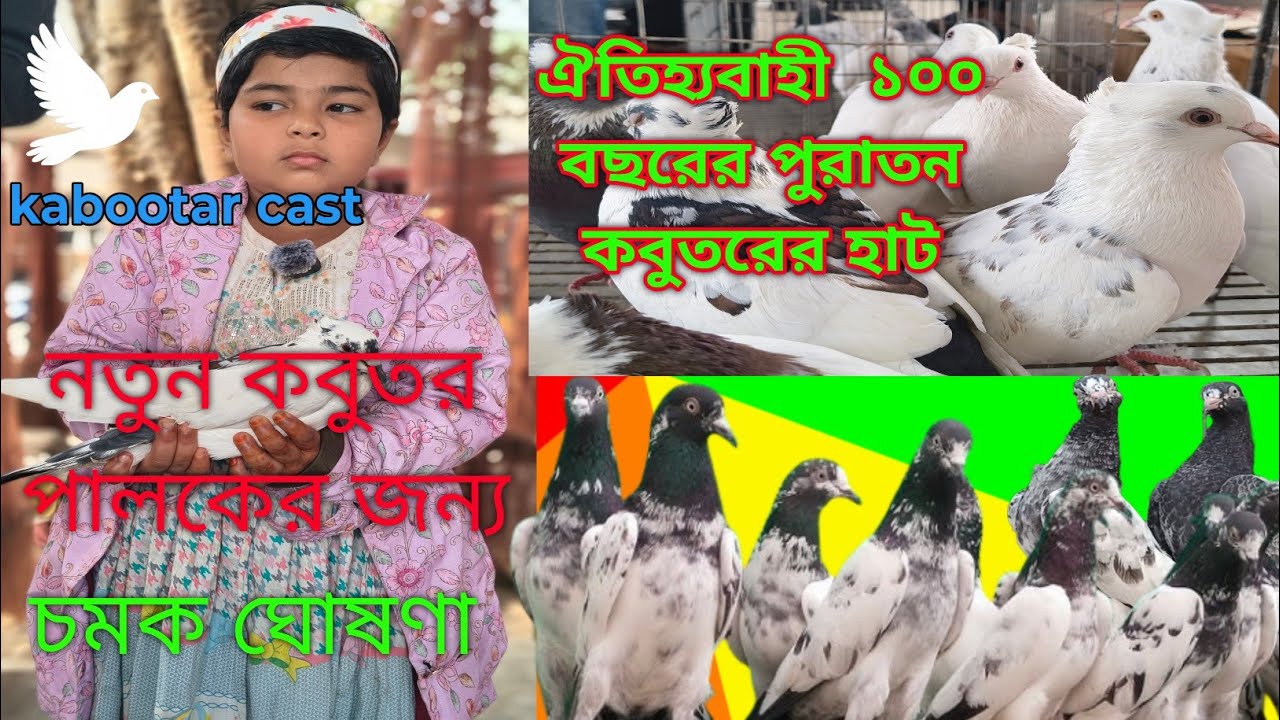 [Kabootar Cast, ঐতিহ্যবাহী ফুলতলা কবুতরের  হাট, খুলনা  Kobutor Cast,  Kabutar Cast #pigeon #kabutar 