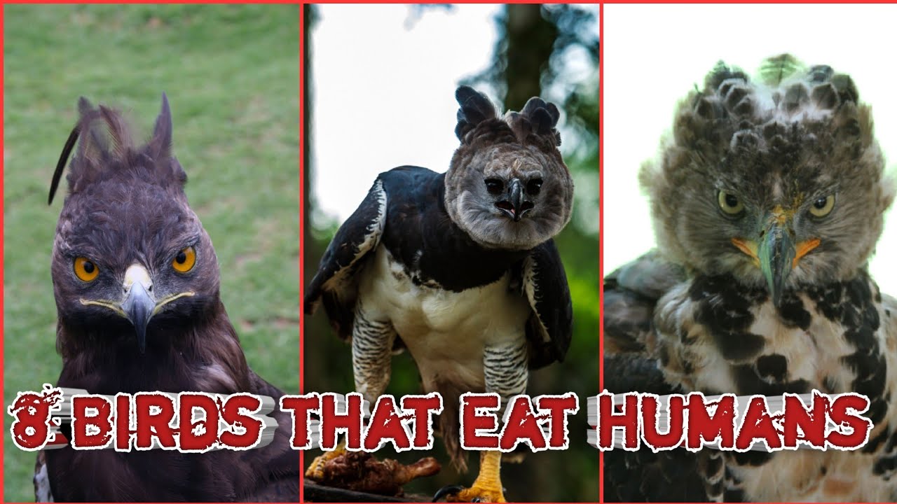 8 Birds that Attack Humans || Eagle Attack humans
