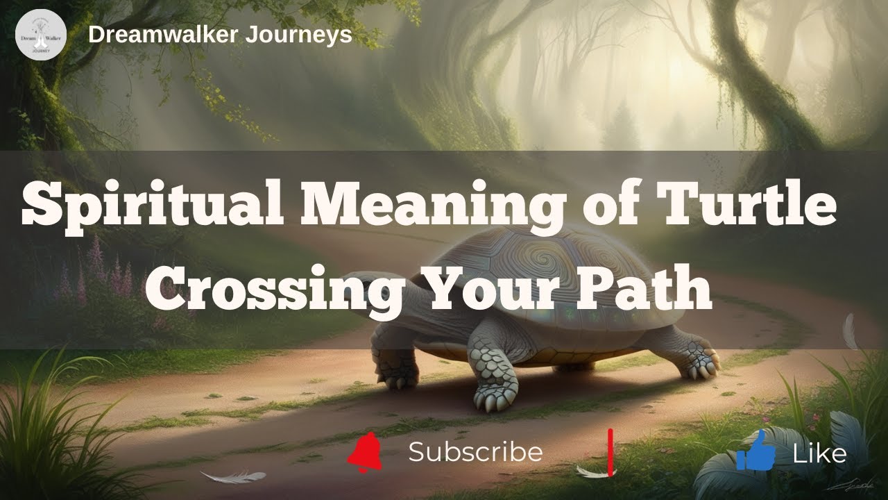 Spiritual Meaning of Turtle Crossing Your Path | Seeing a Turtle Meaning