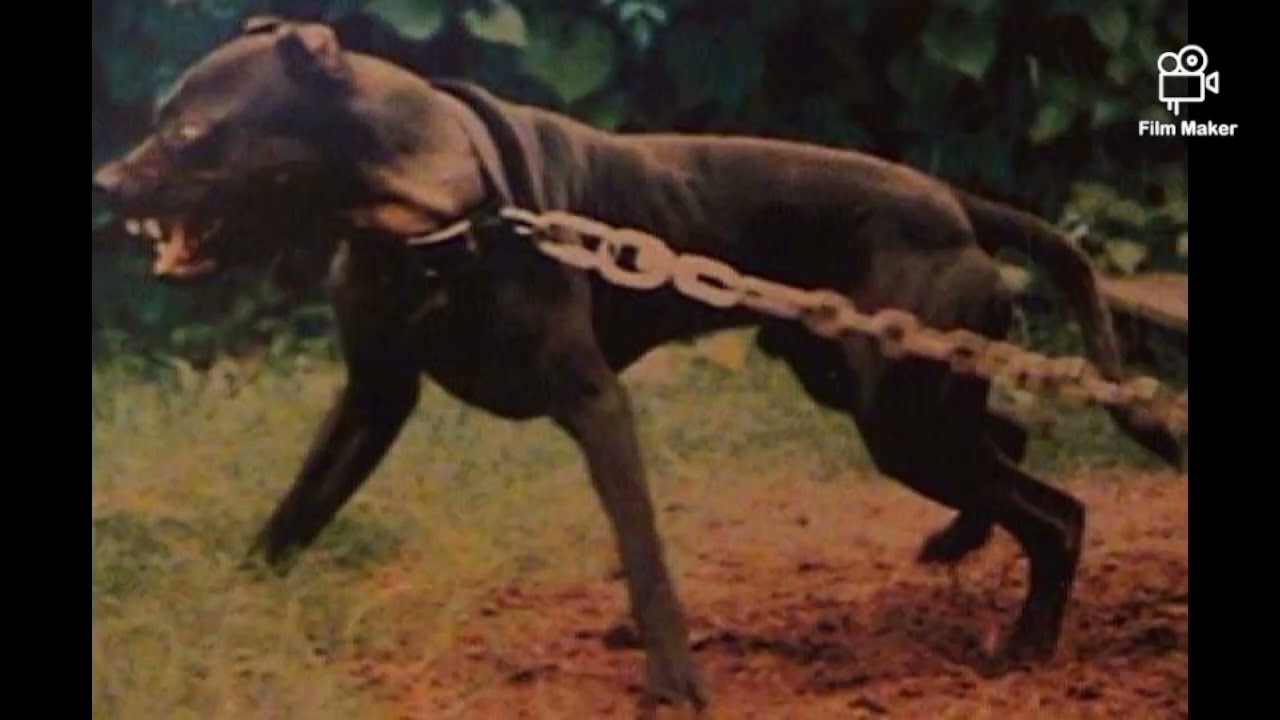Семья Эли, часть 2 #apbtlove #realapbt