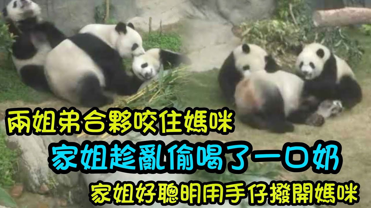 2月25日  兩姐弟合夥咬住媽咪，盈盈一對二玩得生無可戀，顧頭顧不了尾 #香港大熊貓  #大熊貓家姐細佬