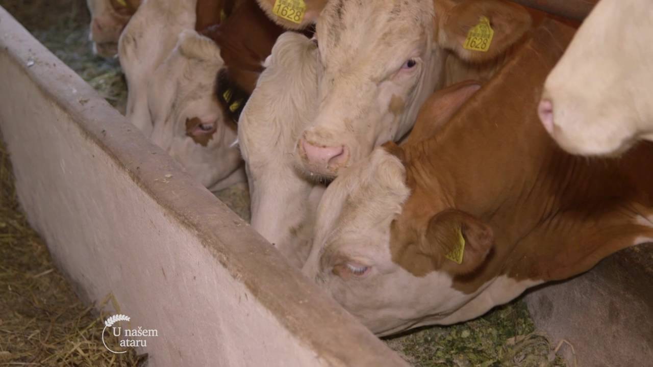 Farma krava i proizvodnja mleka u selu Sebecevac - U nasem ataru 655