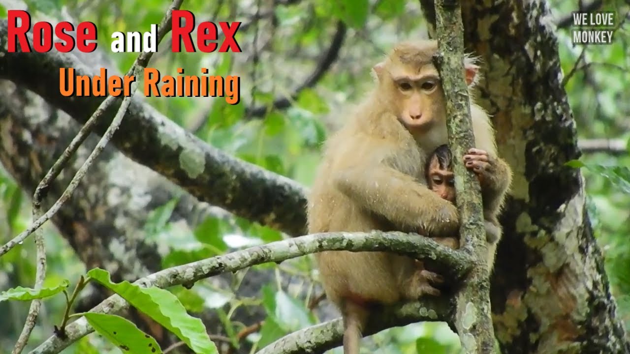 Poor Life of Baby Monkey Rex And Mommy Rose On The Tree Under Heavy Raining At This Afternoon