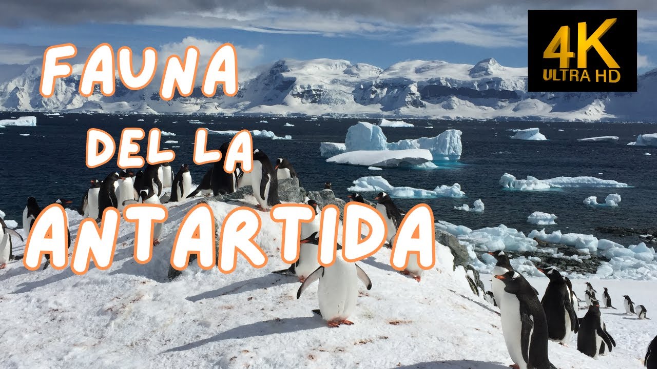 Fauna de la Ant&aacute;rtida | 4K