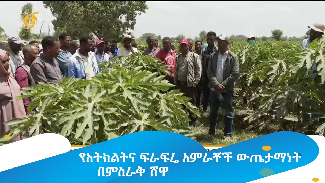 የአትክልትና ፍራፍሬ አምራቾች ውጤታማነት በምስራቅ ሸዋ