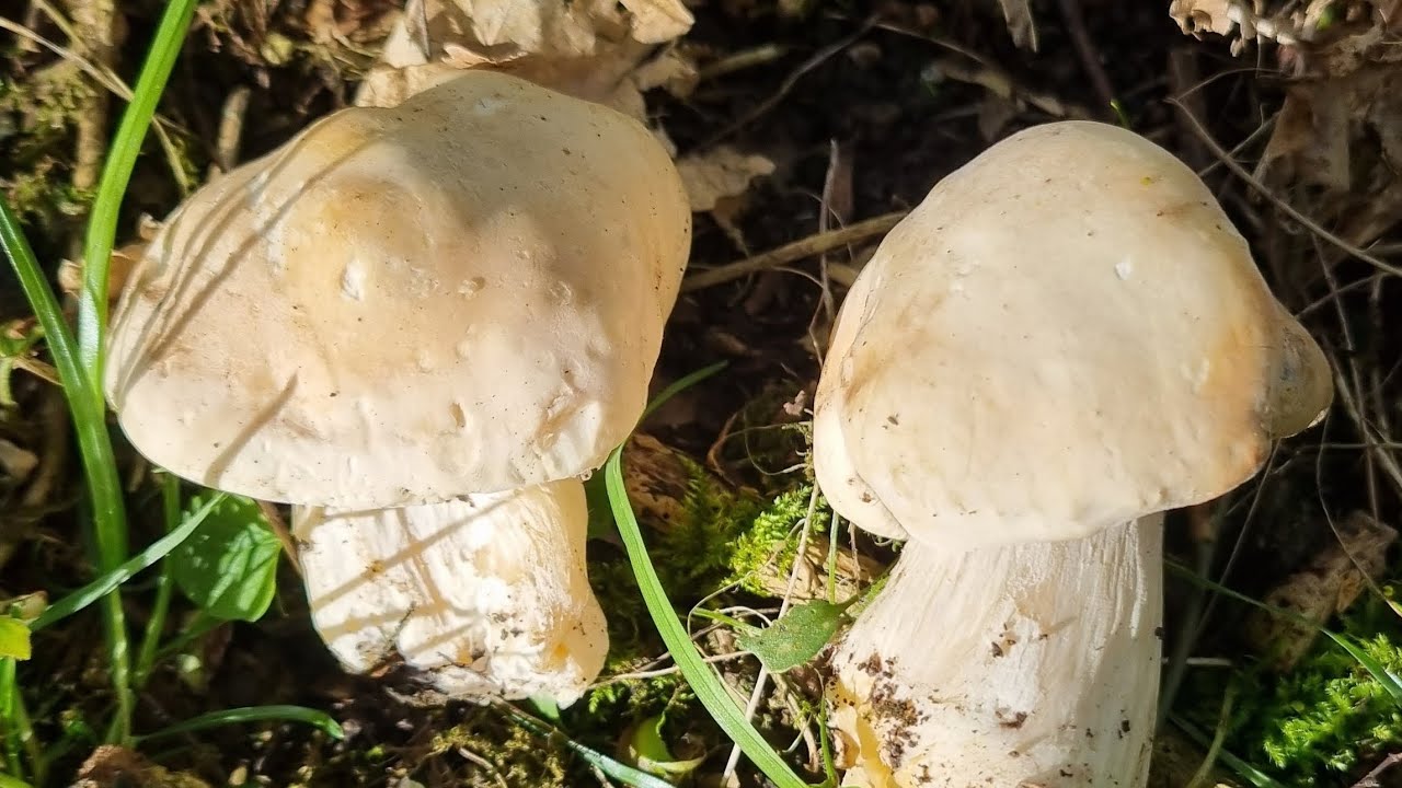 Sunday Search For St George's Mushrooms