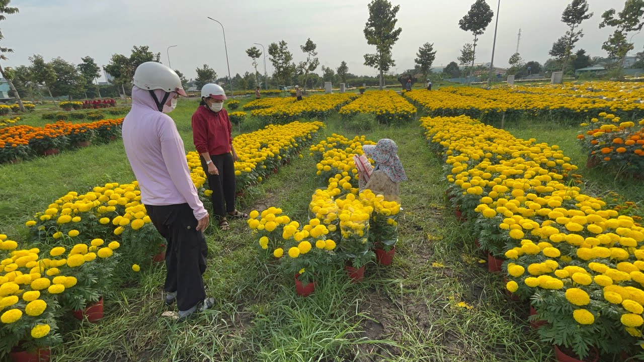Nữ Đại Gia Cải Nhau Mua Bông Vạn Thọ 