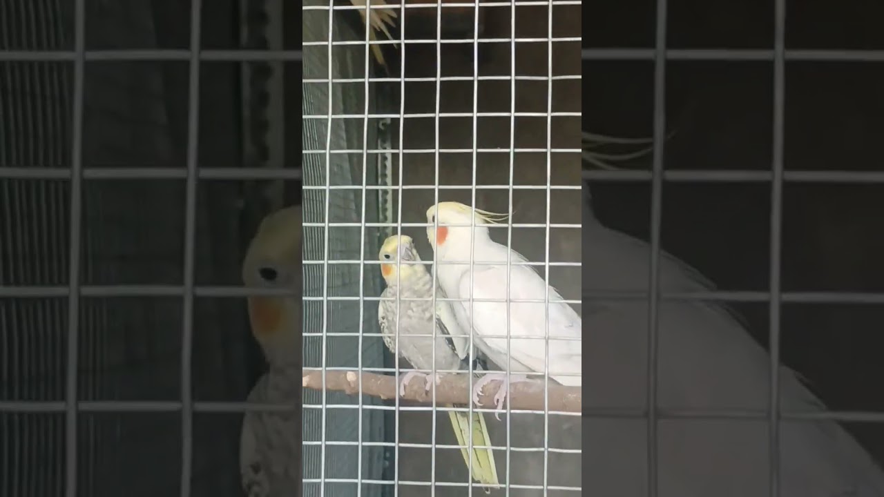 cockatiel lovers #shortsvideo #cockatiellovers #cockatielbreeding #cockatiel