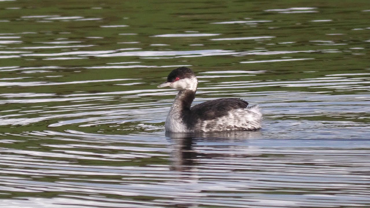 Slavonian Grebe. Drift Reservoir. revisited