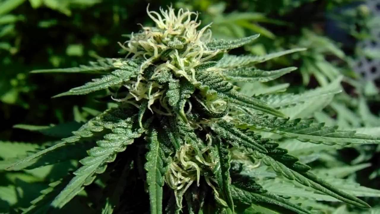 Scopin the rhode island skunk aka uk cheese & Obama kush