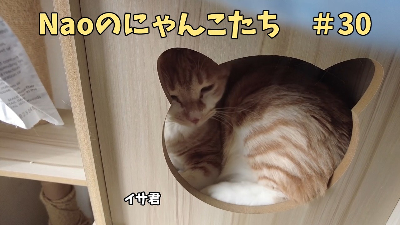 【猫動画】Naoのにゃんこたち30