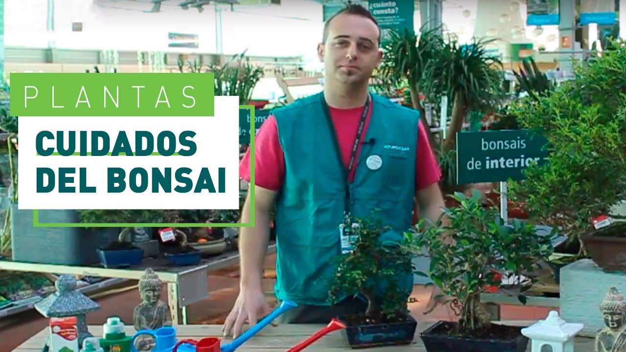Cuidados para Bons&aacute;is de interior: 4 consejos b&aacute;sicos | Plantas de interior en VERDECORA